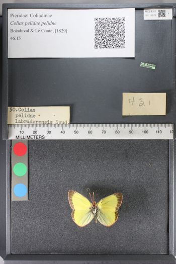 Media type: image;   Entomology 119576